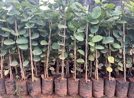 Red Sandal Plants